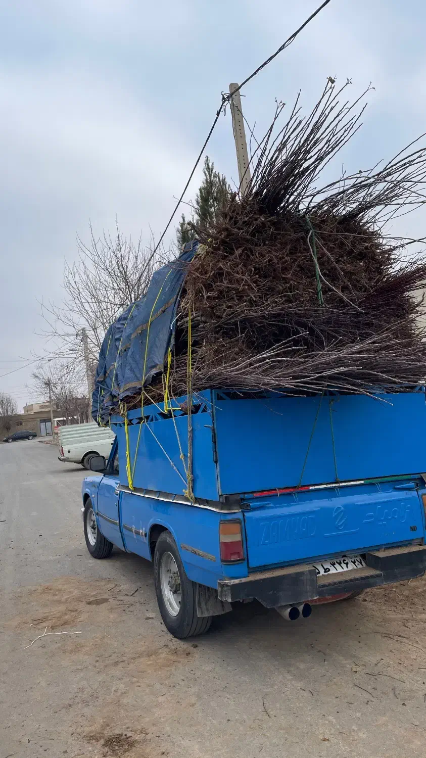 گردوتخصصماس|خدمات باغبانی و درختکاری|تهران, دکتر هوشیار|دیوار