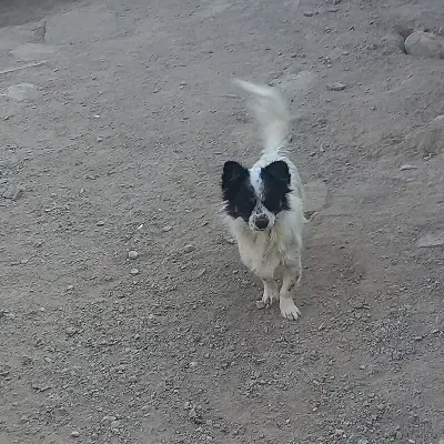 سگ پاکوتاه|سگ|قوچان, |دیوار