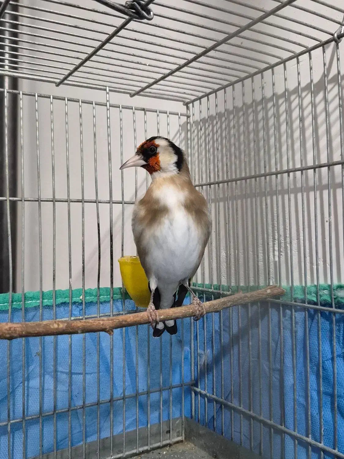 سهره نر|پرنده|همدان, |دیوار