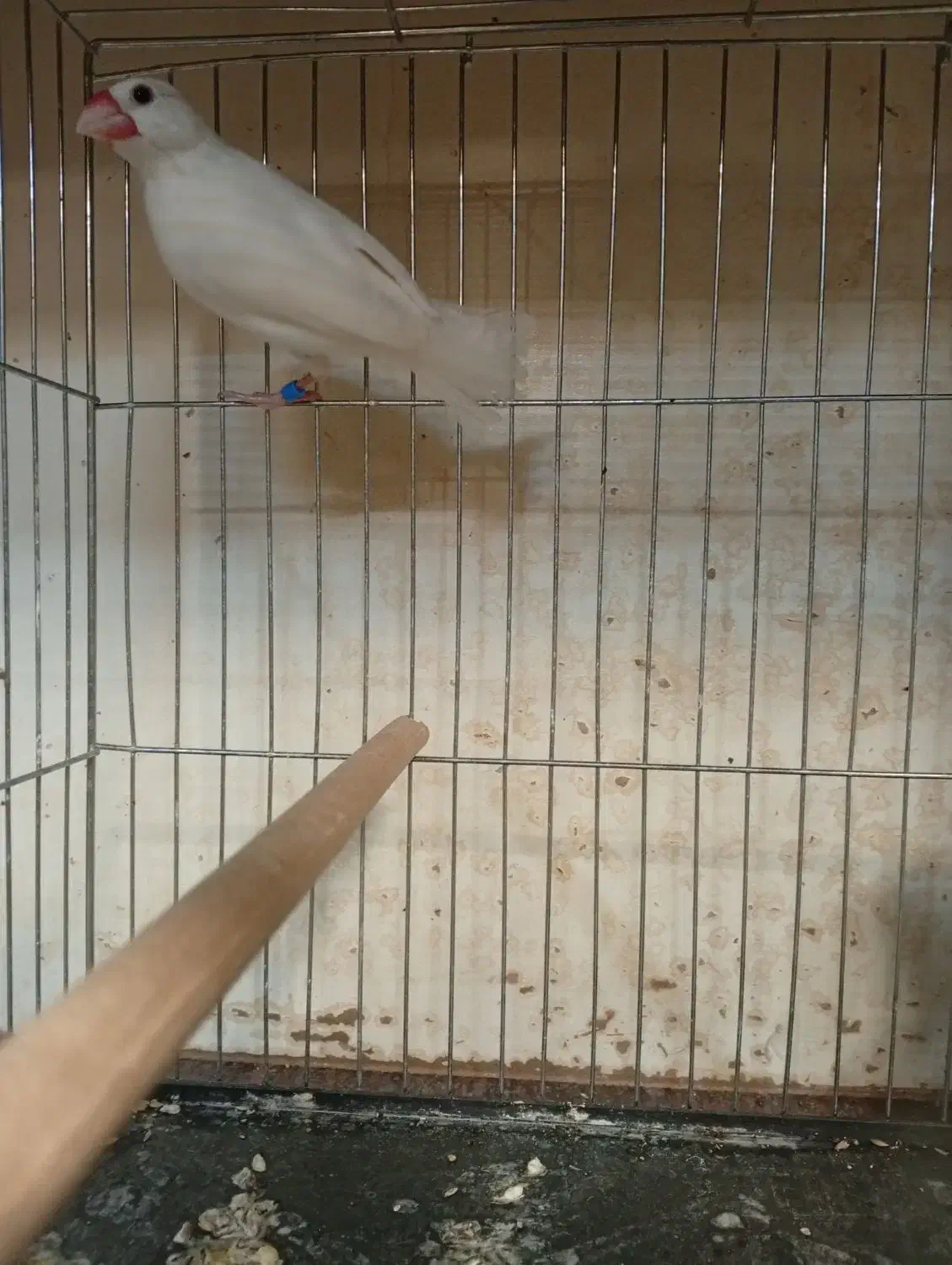 نرگسی ماده بالغ حلقه پا|پرنده|قزوین, |دیوار