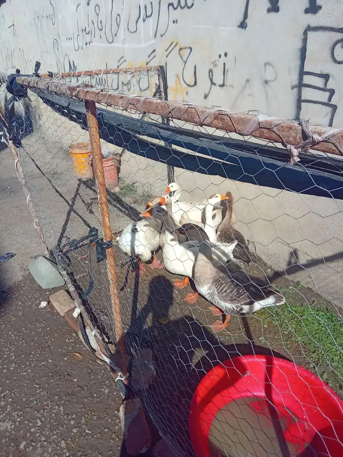 گاز محلی|حیوانات مزرعه|بیله سوار, |دیوار