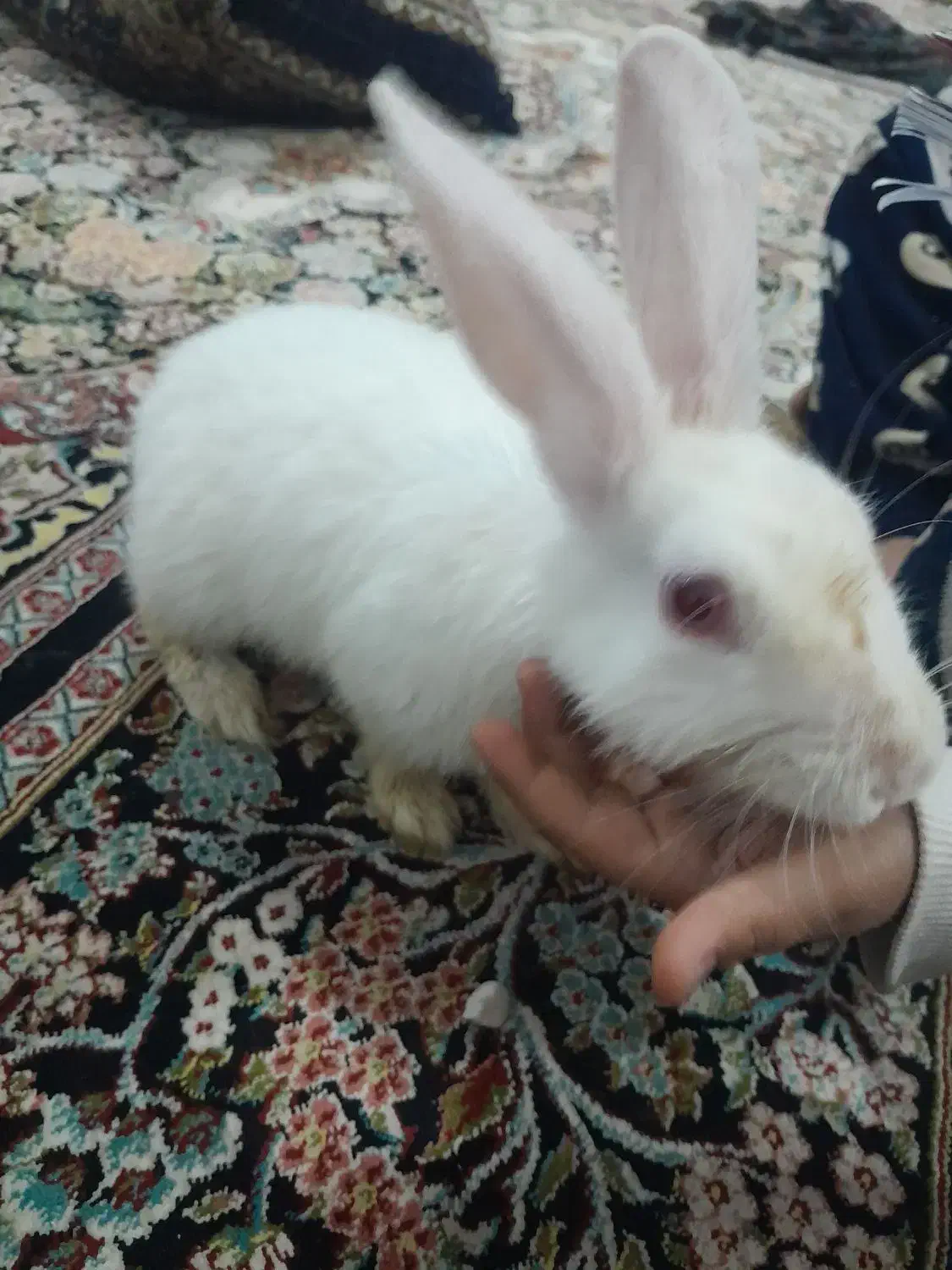 خرگوش سفید|موش و خرگوش|رباطکریم, الارد|دیوار