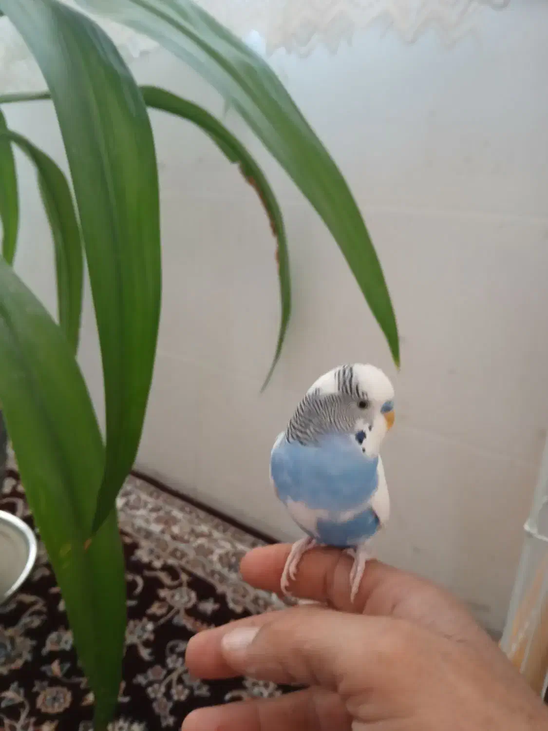 یک جفت مرغ عشق|پرنده|تفت, |دیوار