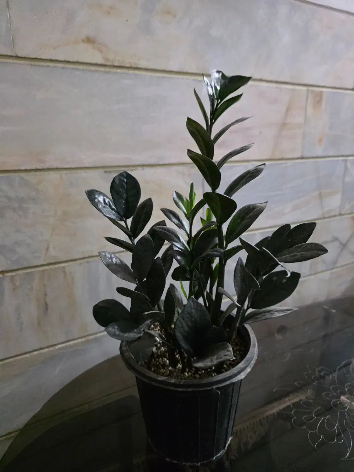 زامو سوپر بلک|گل و گیاه طبیعی|میبد, |دیوار