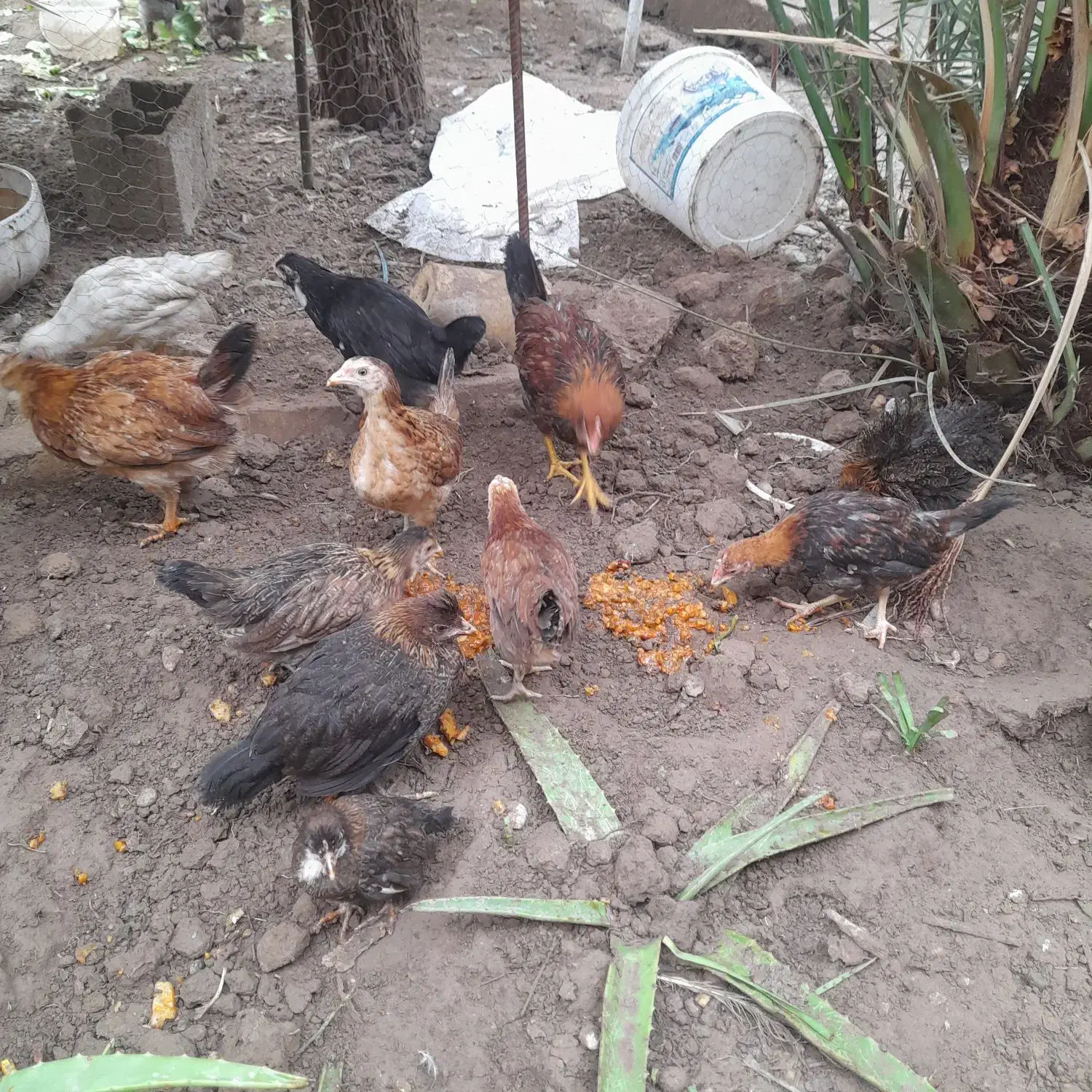 مرع.خروس.نیمچه|حیوانات مزرعه|اهواز, کیانپارس |دیوار