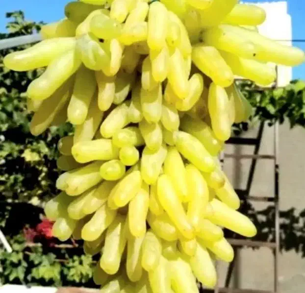 نهالستان فروش انواع نهال های اصلاح شده گردو بادام|خدمات باغبانی و درختکاری|همدان, |دیوار