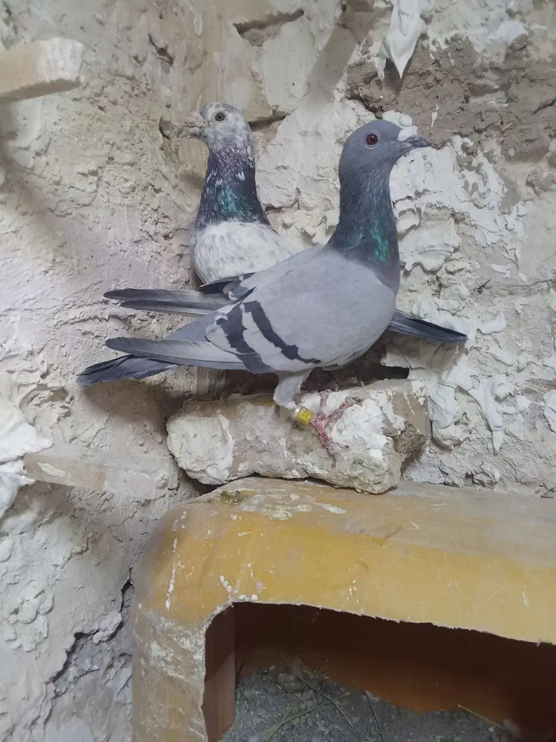 نر و ماده آلمانی|پرنده|تربتحیدریه, بالا ولایت|دیوار