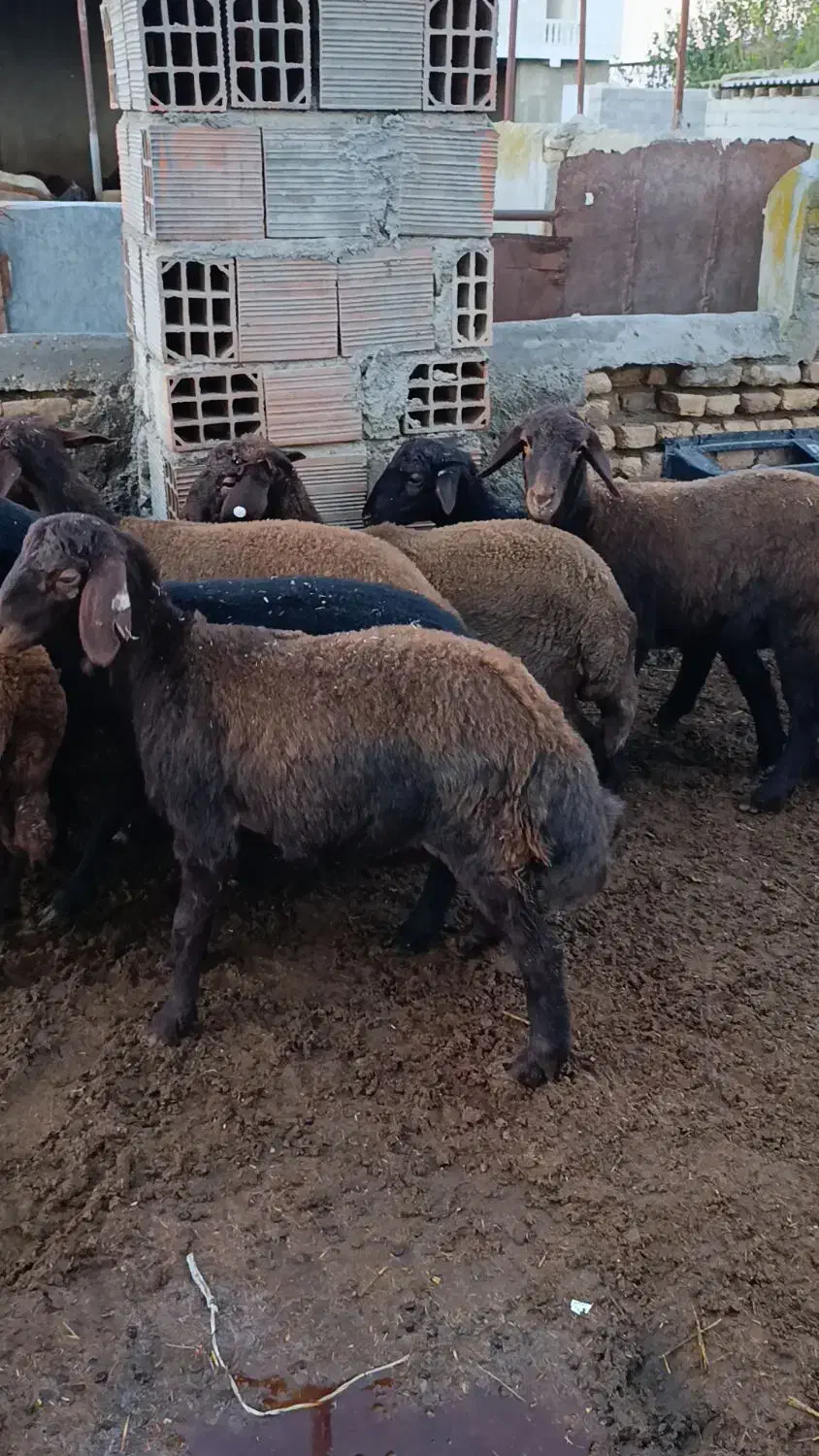 10راس توقلی قزل افشاری ماده زیر قوچی|حیوانات مزرعه|سیمین شهر, |دیوار