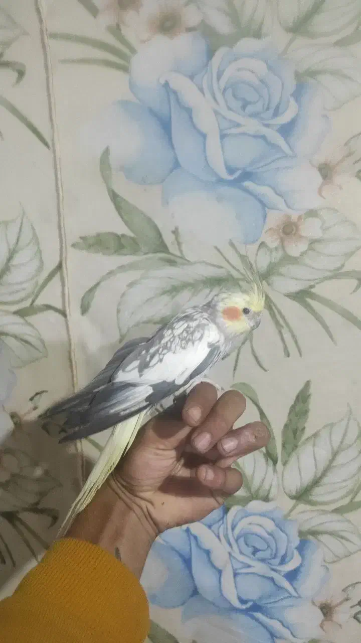 انواع عروس هلندی دست اموز و.  وحشی|پرنده|نقده, |دیوار