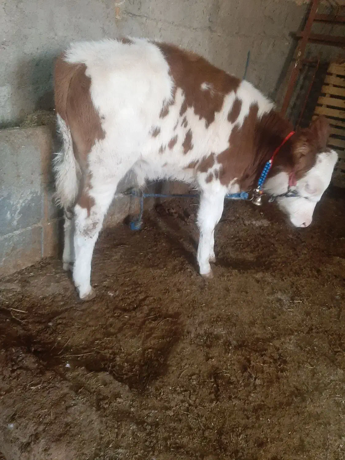 گوساله سیمینتال|حیوانات مزرعه|بروجرد, |دیوار