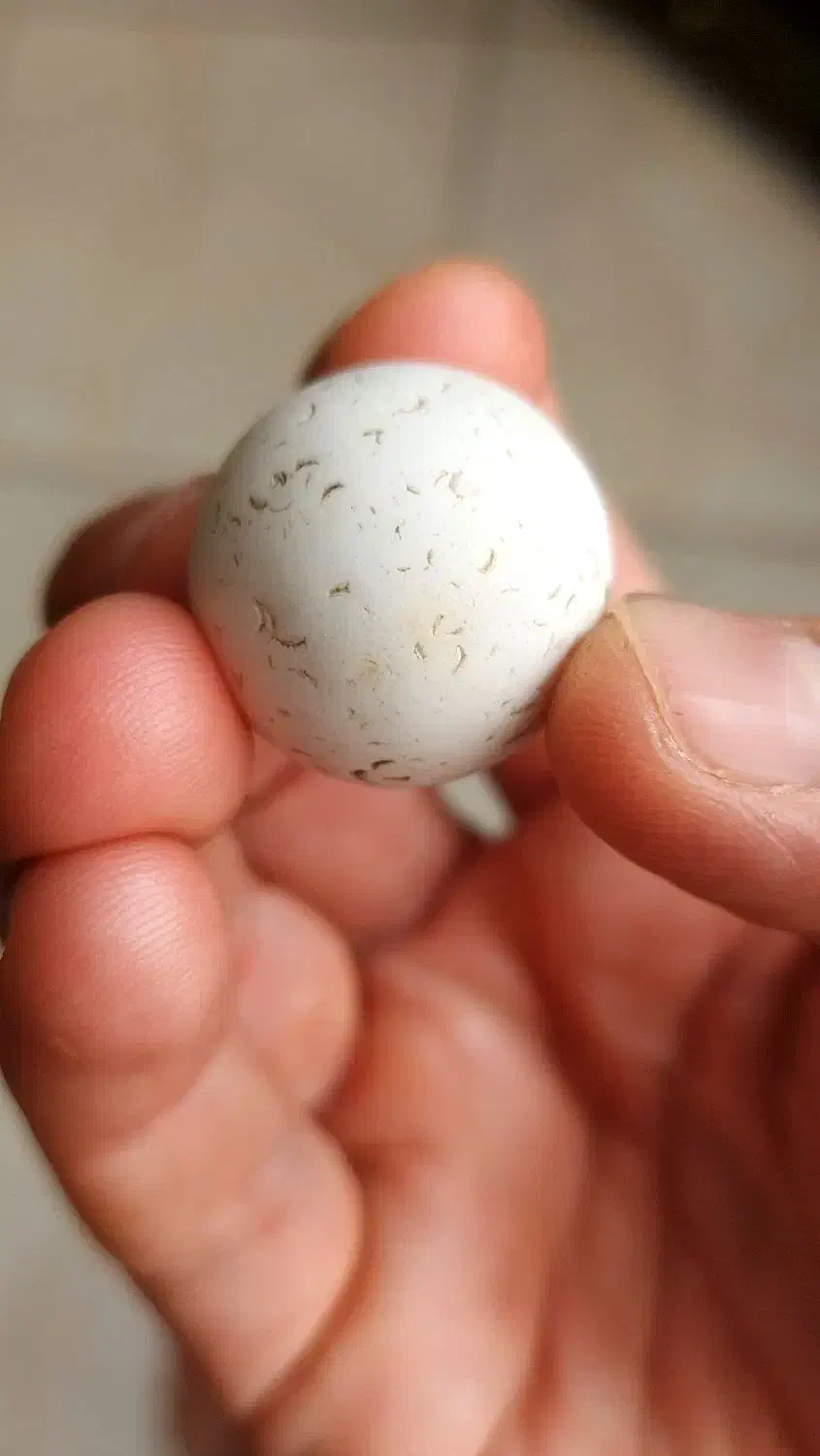 الماس آسیاب اصل سختی ۱۰ چگالی ۳.۵۲|جواهرات|شهرکرد, |دیوار