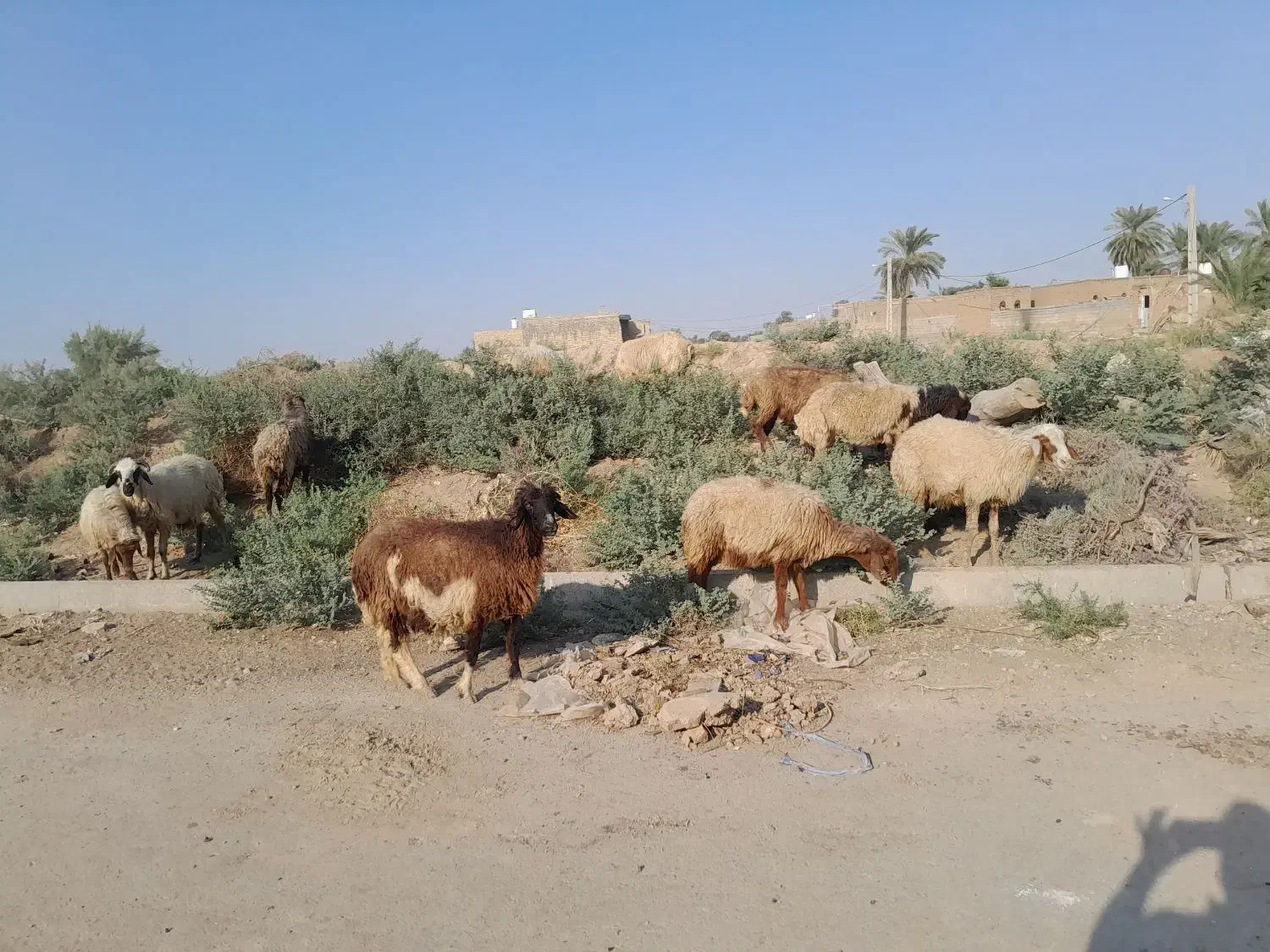 مسیر حمیدیه|حیوانات مزرعه|اهواز, عین ۲|دیوار