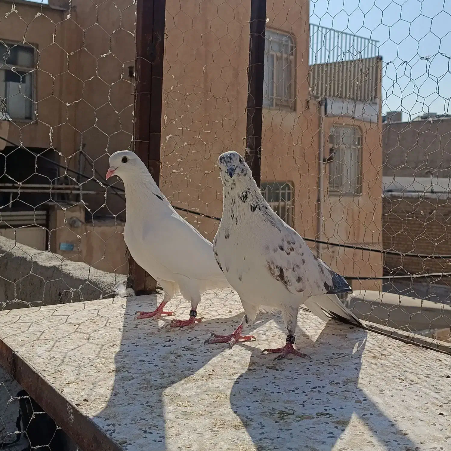 یک جفت کفتر پرشی|پرنده|کرج, کلاک نو|دیوار