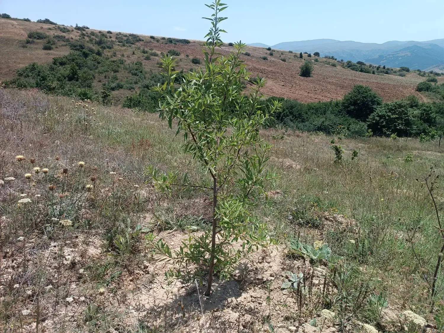 فروش زمین|فروش زمین و ملک کلنگی|دیلمان, |دیوار