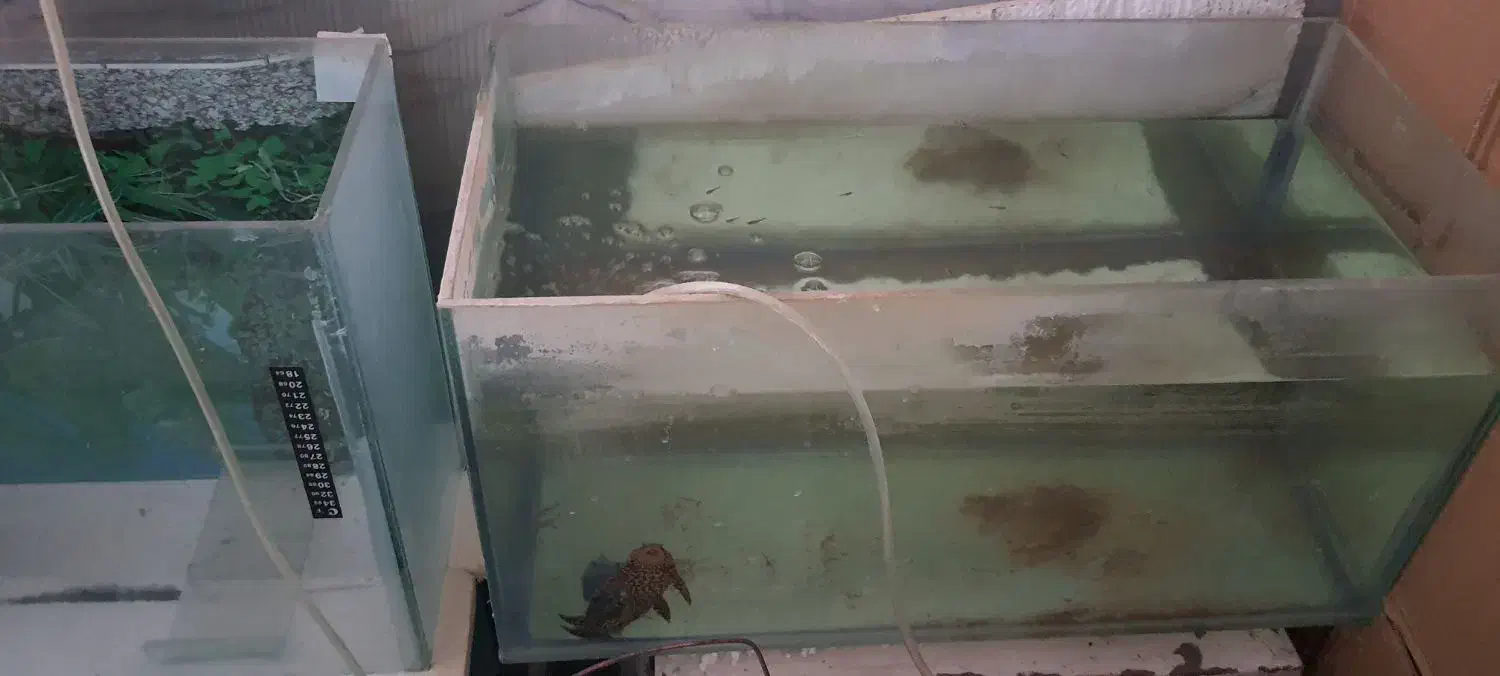 آکواریوم و ماهی|ماهی|قوچان, |دیوار