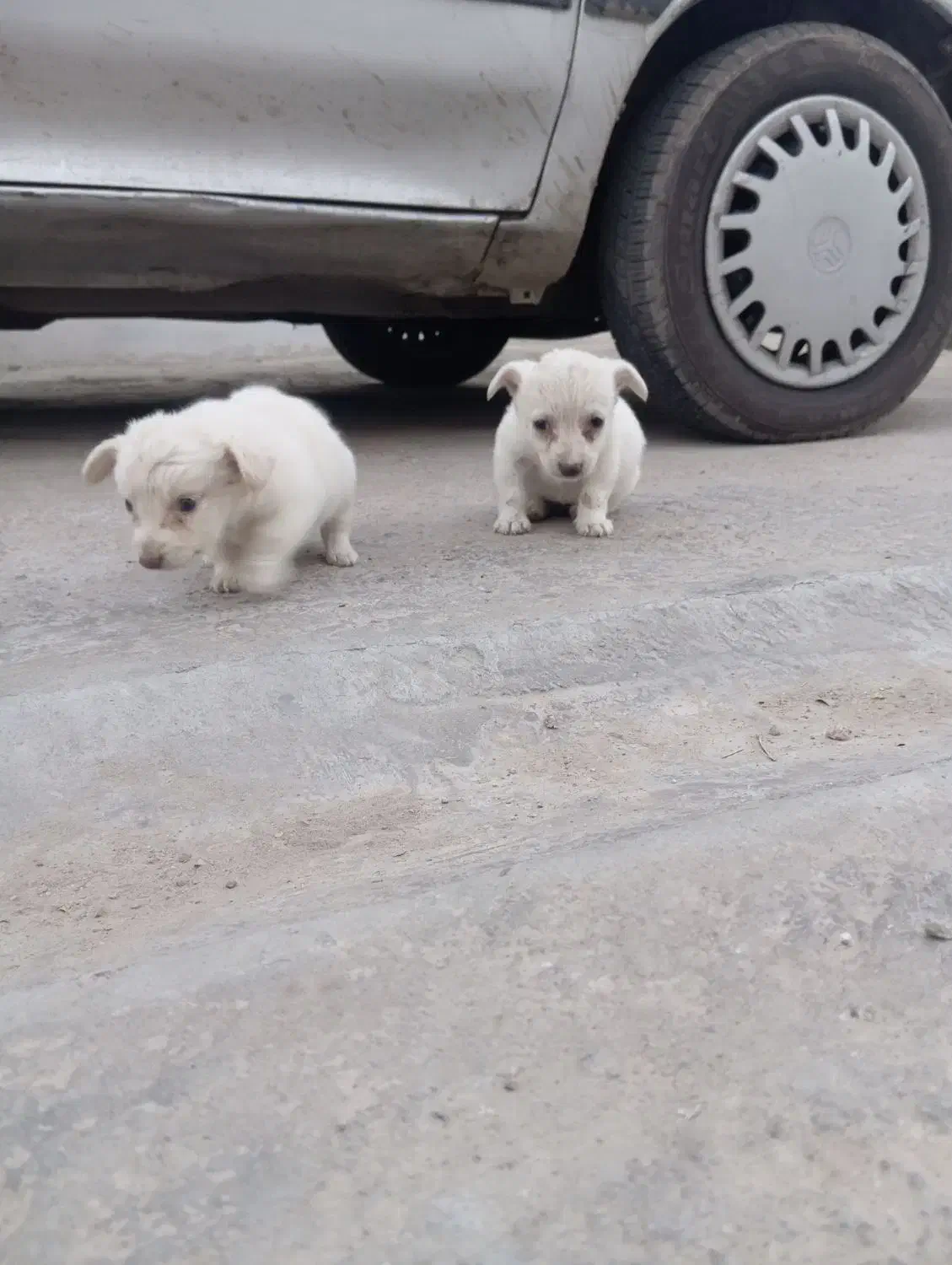 توله سگ|سگ|گنبد کاووس, |دیوار