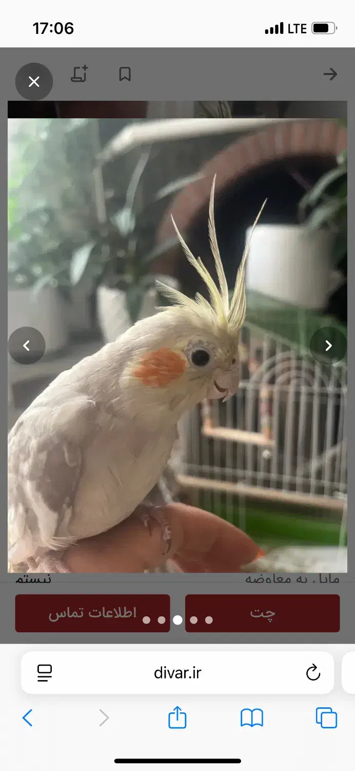 عروس هلندی ماده سینامون|پرنده|تهران, استقلال|دیوار