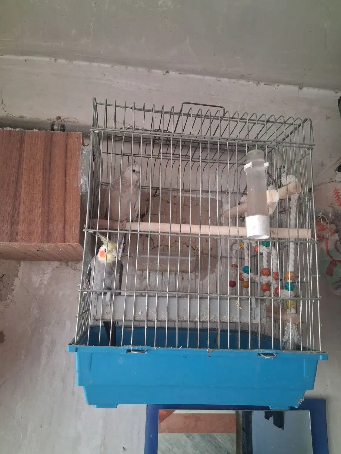 یک جفت عروس هلندی مولد|پرنده|اسلامشهر, شهرک توحید|دیوار