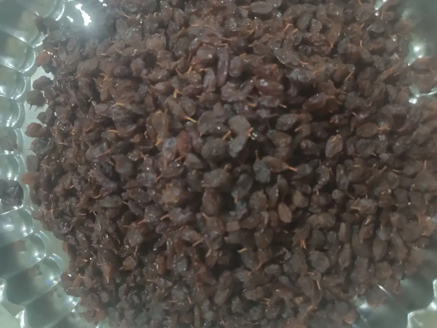 کشمش و مویز|خوردنی و آشامیدنی|باغستان, |دیوار