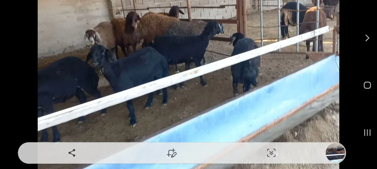 گوسفند قزل افشار بره ماده|حیوانات مزرعه|بهشهر, |دیوار