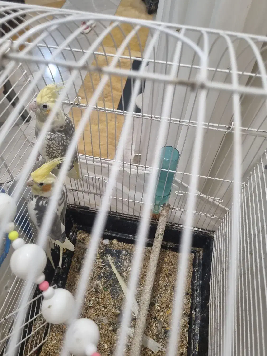 طوطی عروس مولد|پرنده|هشتگرد, فاز ۲ مهستان|دیوار