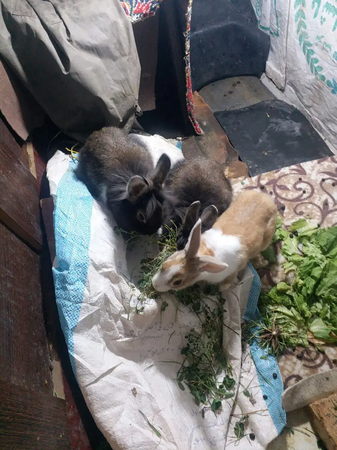 خرگوش|موش و خرگوش|اردبیل, |دیوار