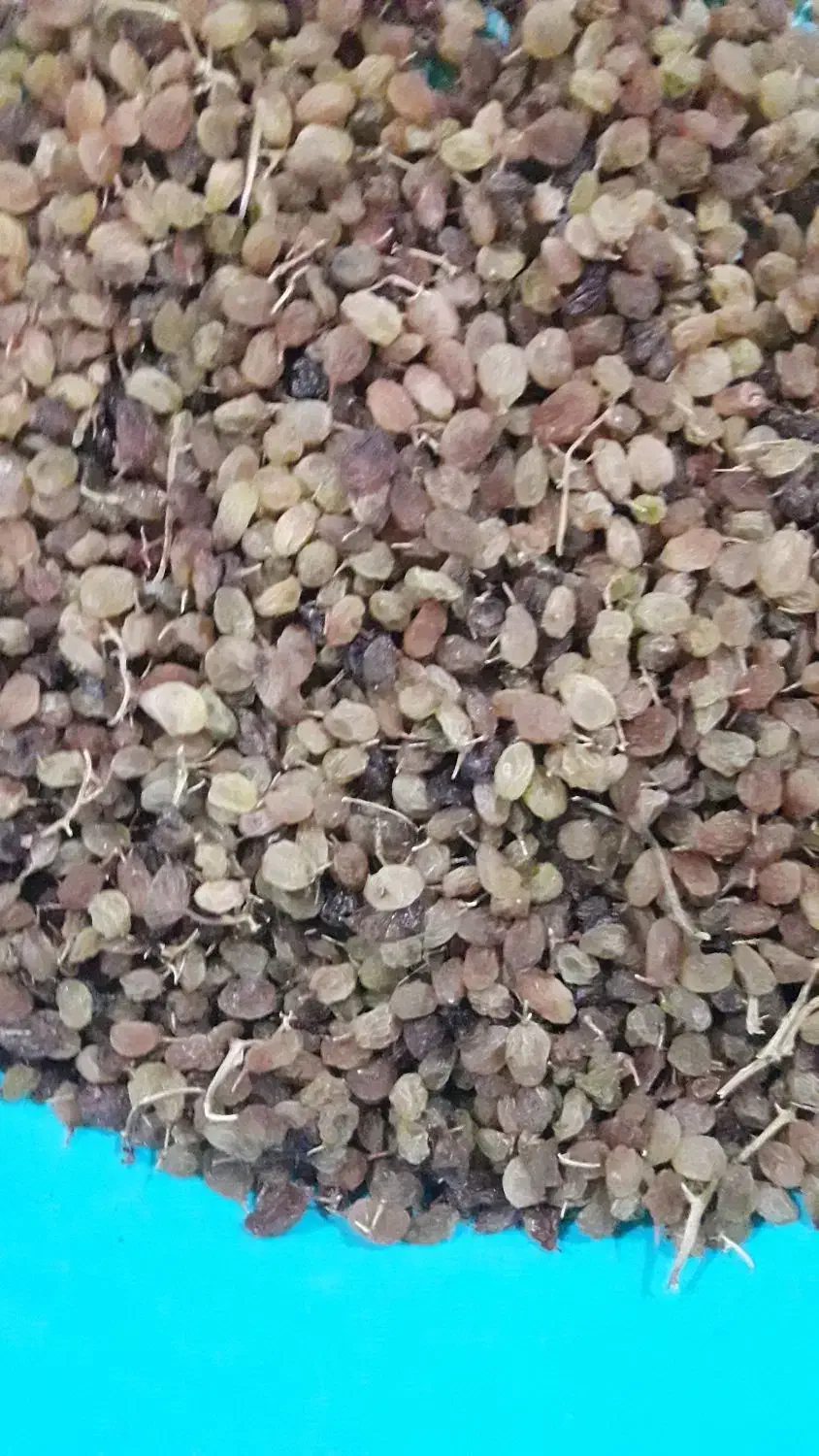 فروش عمده کشمش تیزابی|خوردنی و آشامیدنی|نهاوند, |دیوار