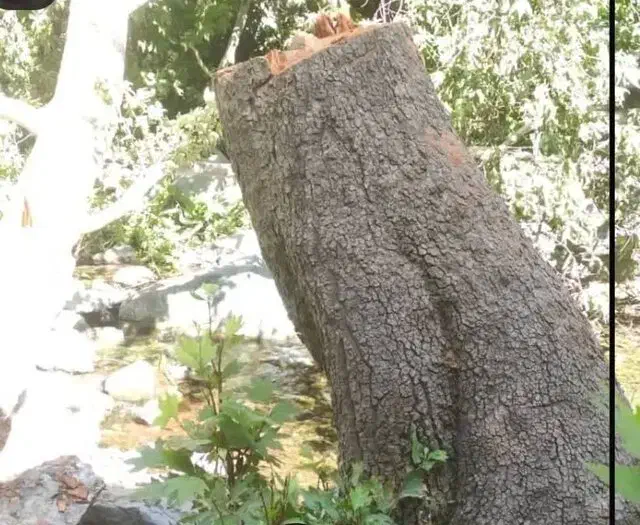 هرس و برش درخت به بالاترین قیمت بازدید رایگان|خدمات باغبانی و درختکاری|قم, بیست متری ولیعصر|دیوار