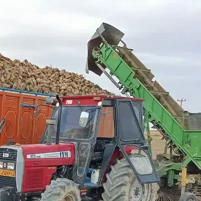 25تن چقندر عالی درجه یک|عمده‌فروشی|هلالی, |دیوار