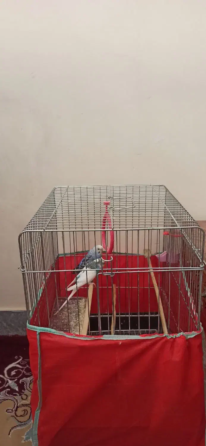 فروش دوعددمرغ عشق باقفس|پرنده|قزوین, |دیوار