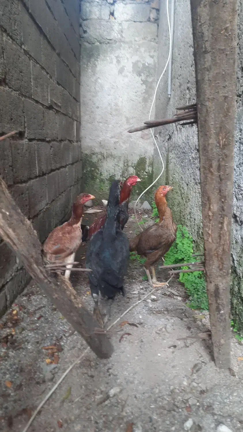 مرغ و خروس لاری|حیوانات مزرعه|رشت, جانبازان|دیوار