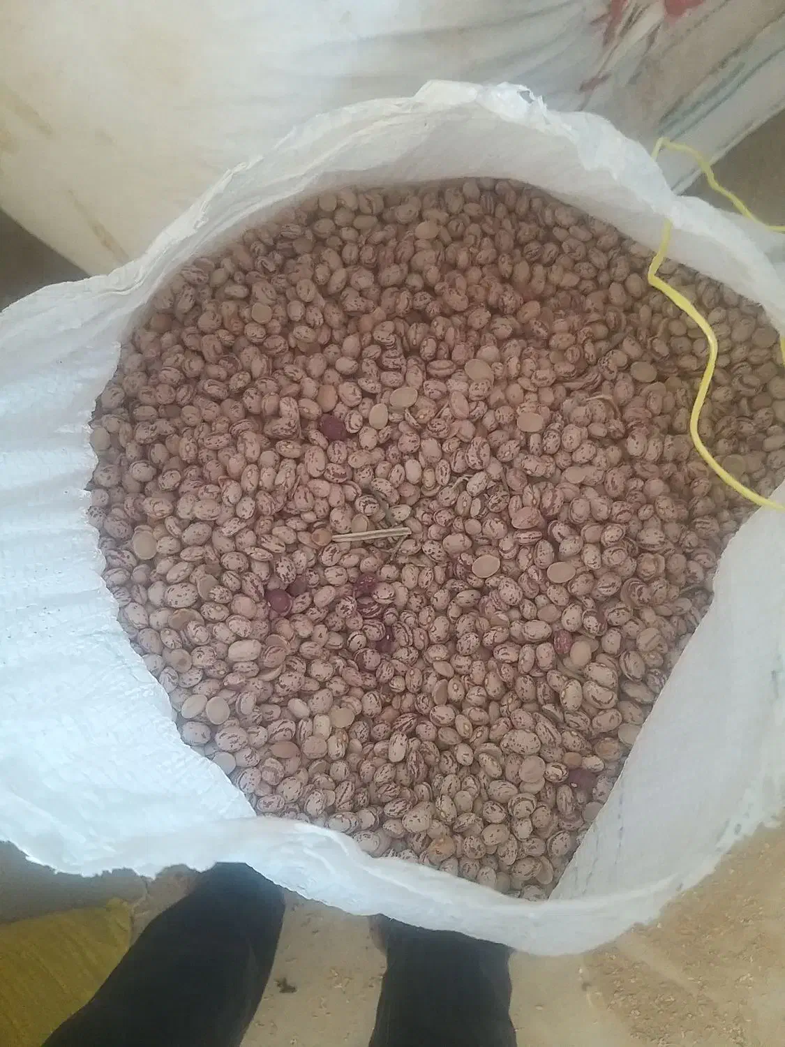 لوبیا چیتی|خوردنی و آشامیدنی|زنده رود, |دیوار