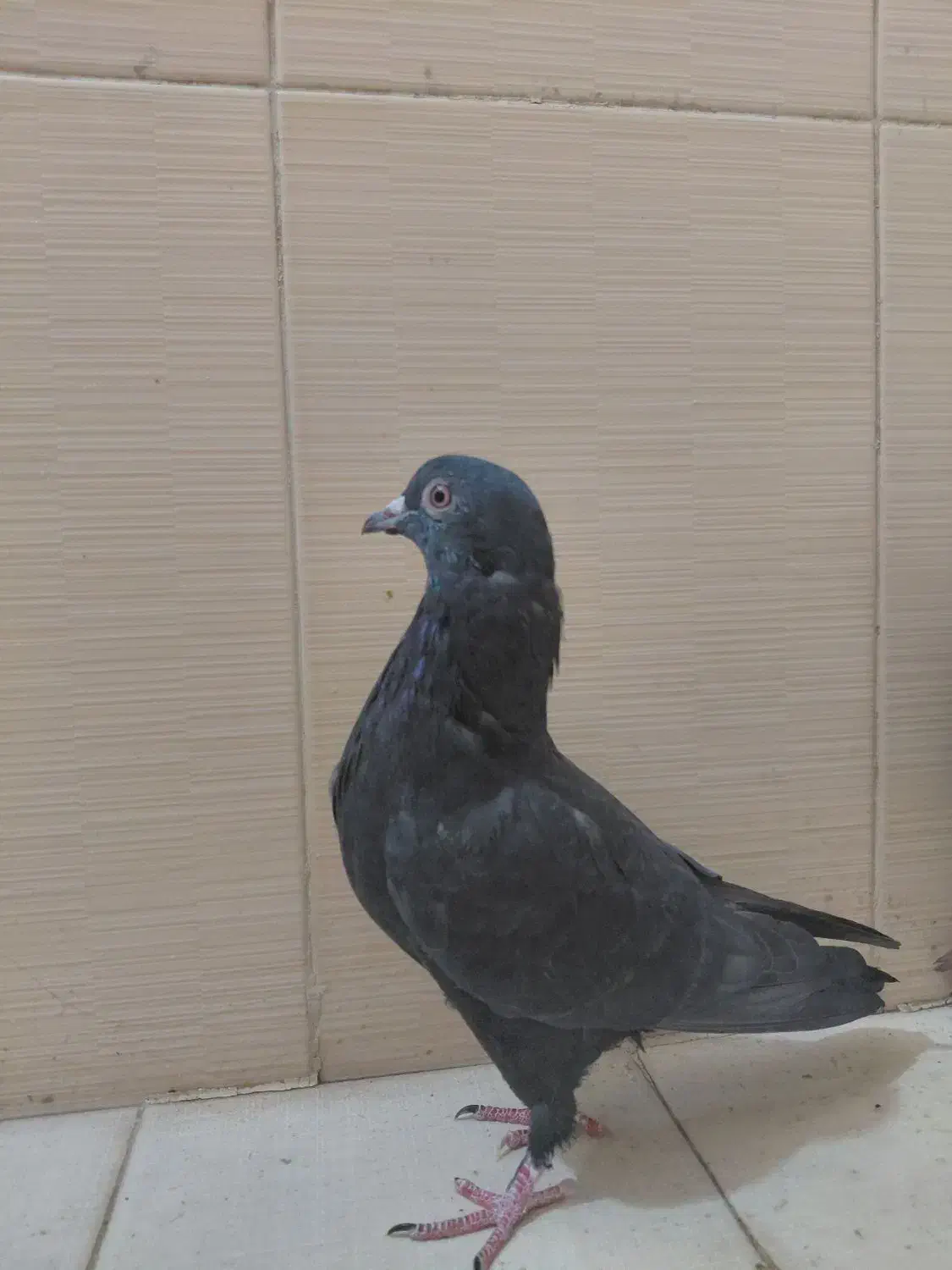 ۶عدد کبوتر زیر قیمت|پرنده|سیرجان, |دیوار