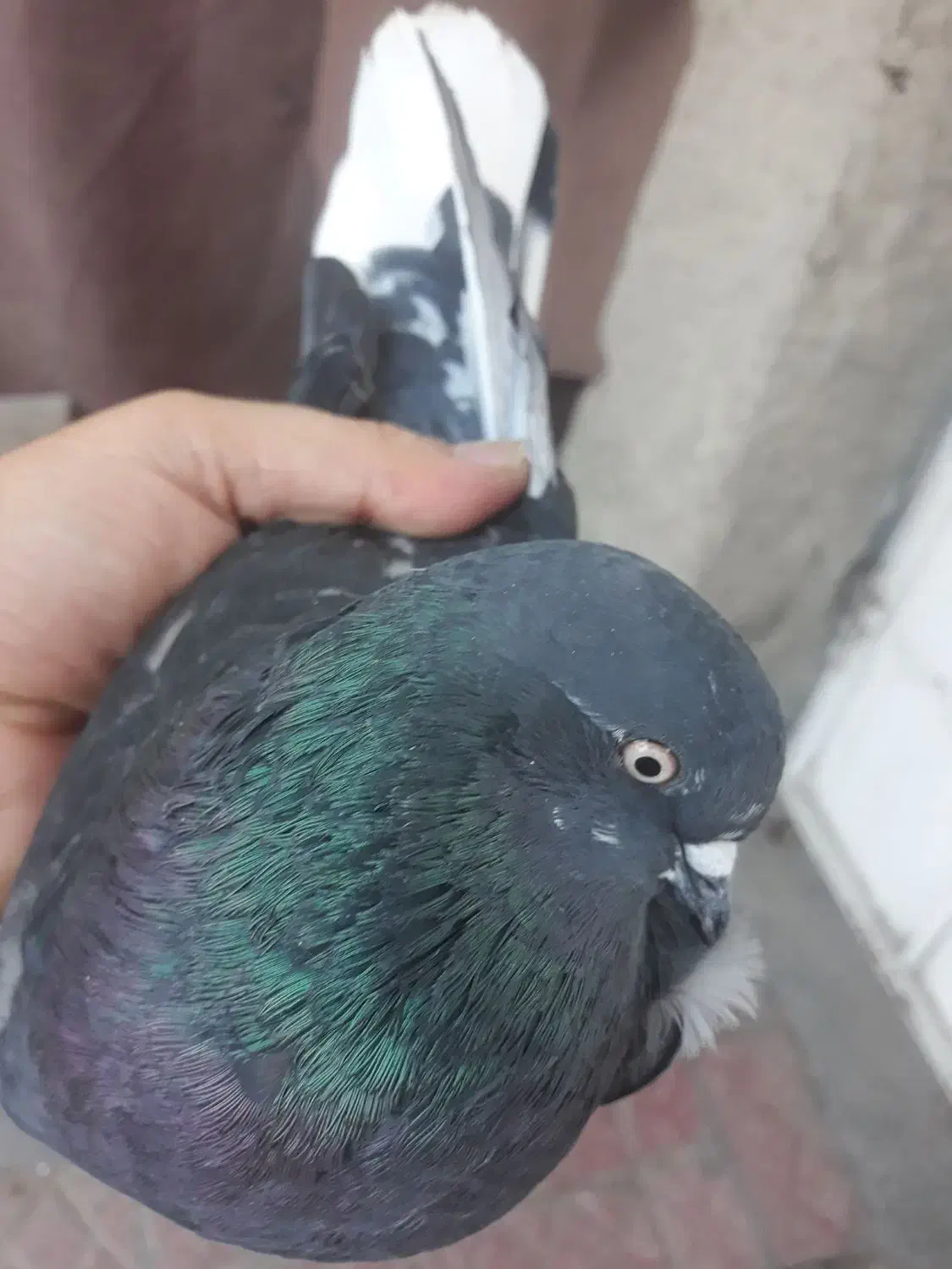 کفتر نر و ماده بالغ|پرنده|شهریار, شهرک بهاران (ویره)|دیوار