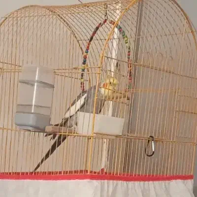 عروس هلندی نر|پرنده|خورموج, |دیوار