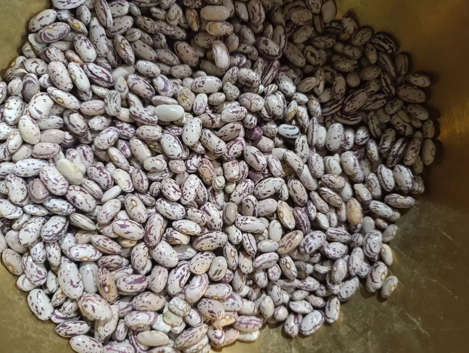 فروش لوبیا چیتی|خوردنی و آشامیدنی|بندرعباس, |دیوار