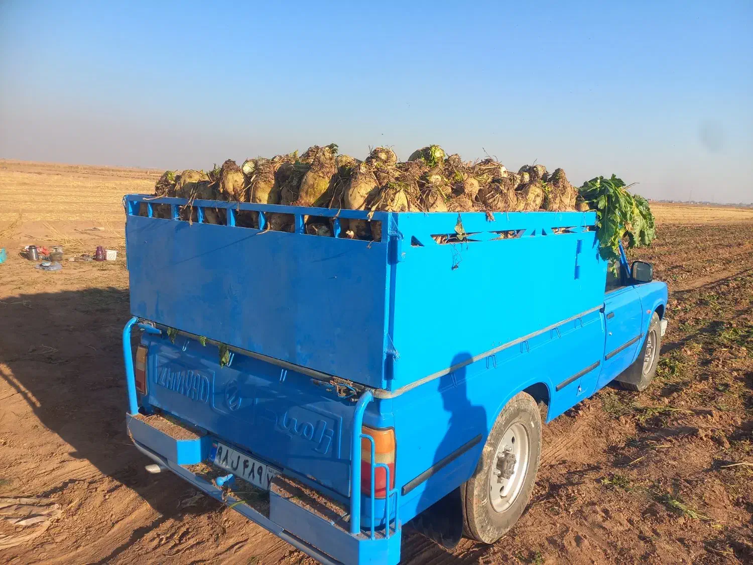 چغندر قند عمده خرده|خوردنی و آشامیدنی|بشاریات, |دیوار