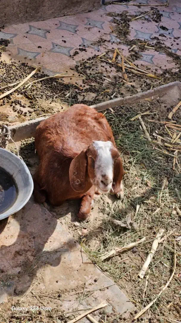 50ملیون هر سه تا|حیوانات مزرعه|سراوان, |دیوار