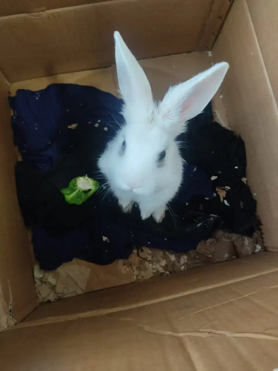 خرگوش باهوش|موش و خرگوش|تهران, مسعودیه|دیوار