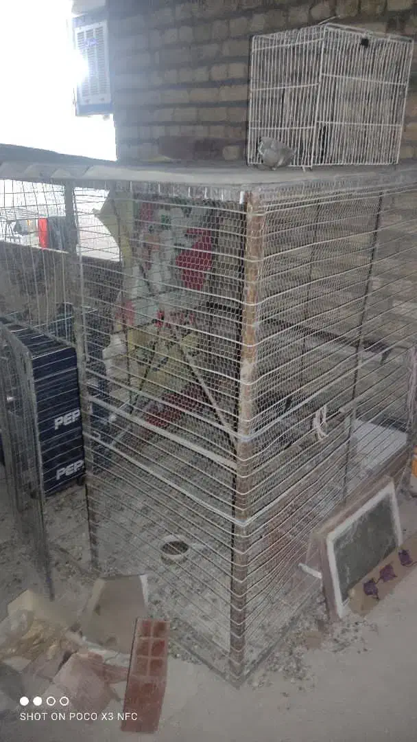 قفس|لوازم جانبی حیوانات|بجنورد, |دیوار