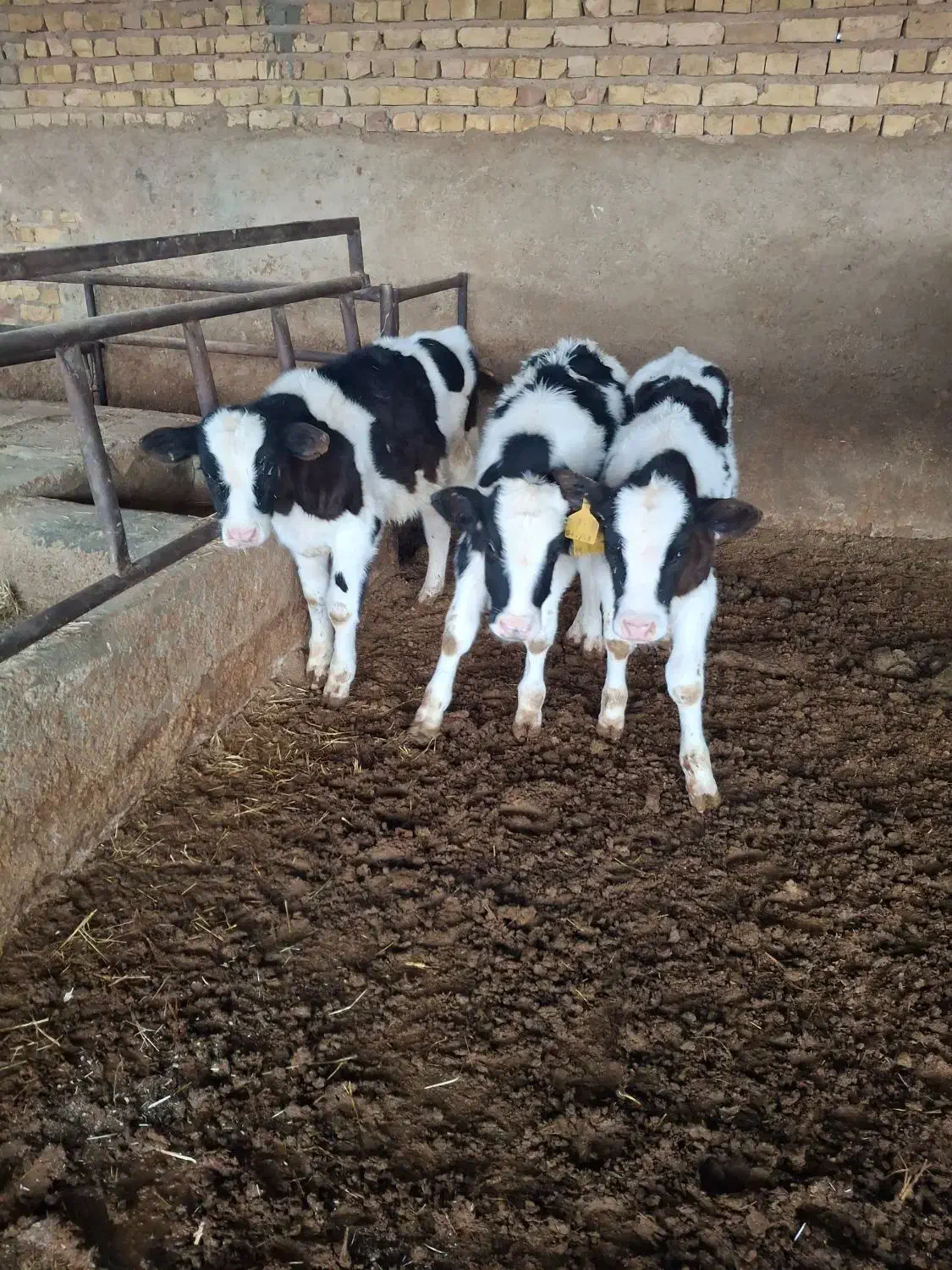 گوساله نر صنعتی درجه یک|حیوانات مزرعه|مرودشت, کناره|دیوار