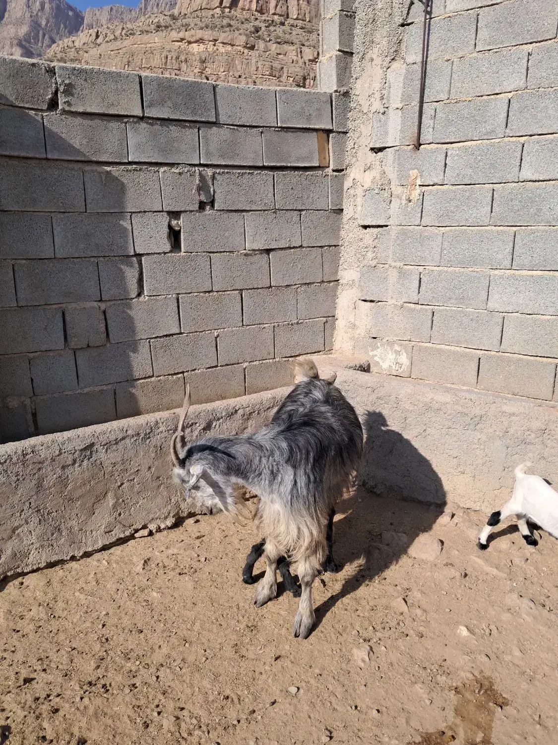 بز چاق پرواری مخصوص کشتار|حیوانات مزرعه|بانش, |دیوار