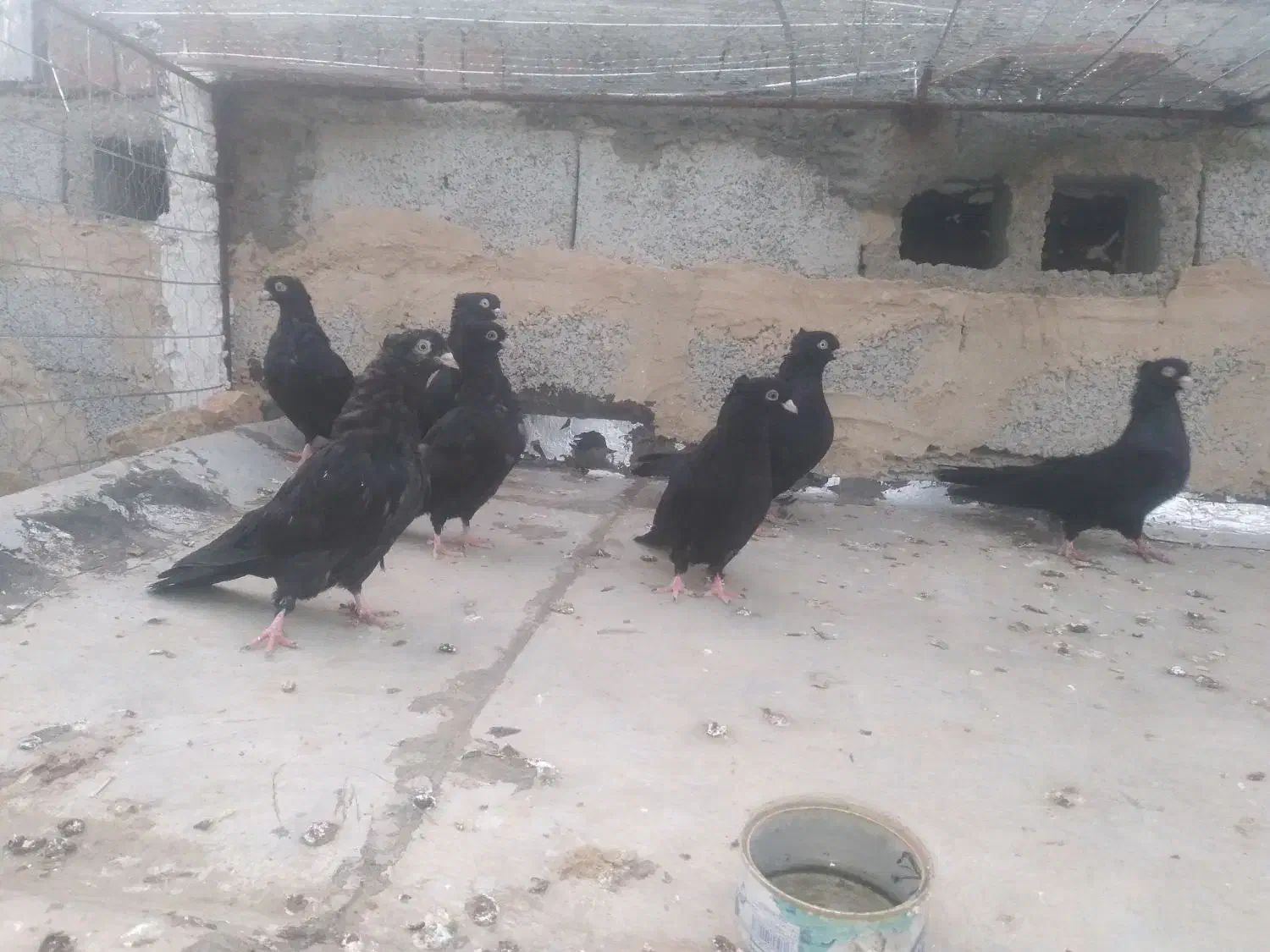 زاغی آبادانی نوک کوچیک|پرنده|اهر, |دیوار