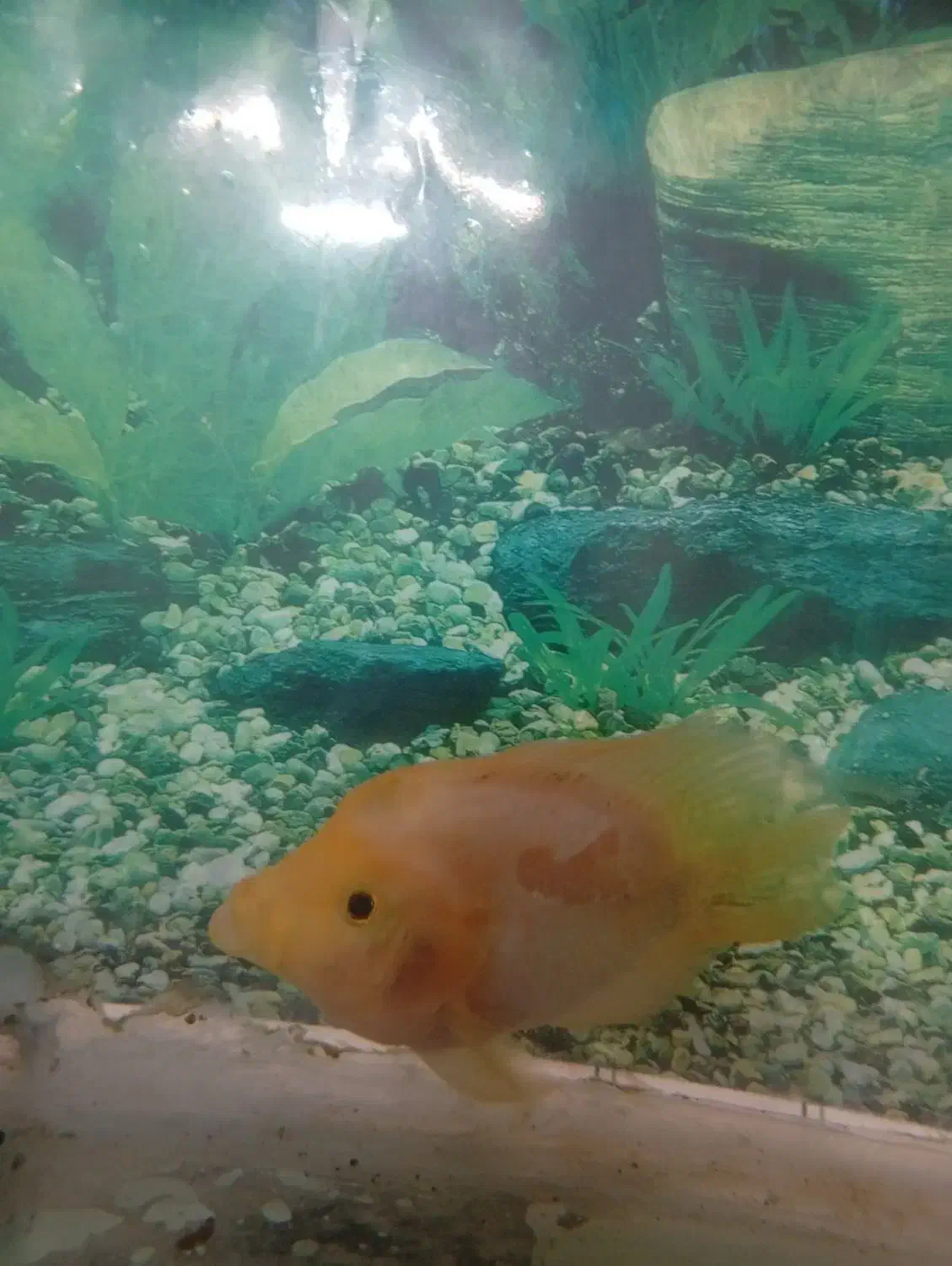 ماهی گوشتخوار|ماهی|مشهد, مهدی آباد|دیوار