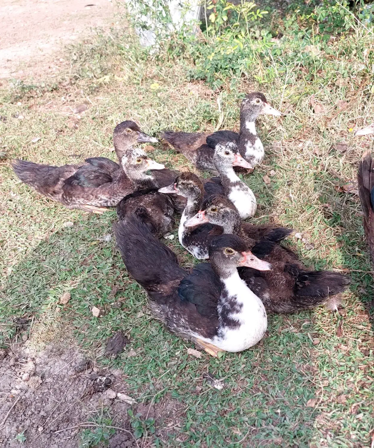 اردک اسراییلی سه ماهه|حیوانات مزرعه|شاندرمن, |دیوار