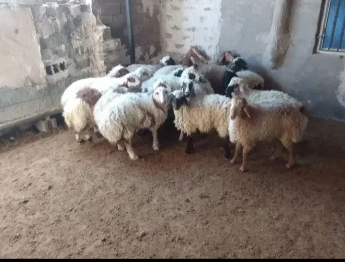 سلام بره سفید چاق|حیوانات مزرعه|سنگان, |دیوار