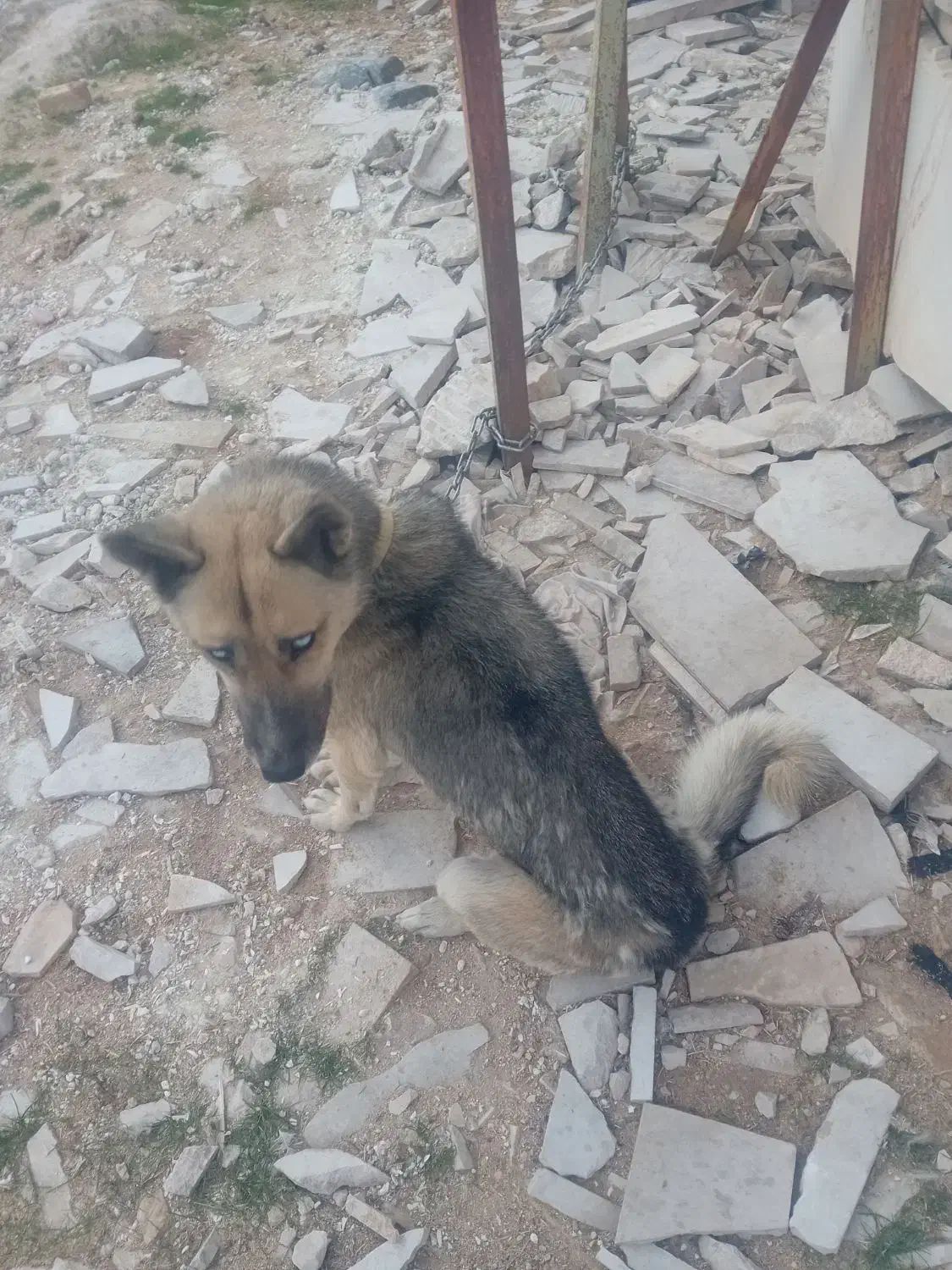 سگ هاسکی|سگ|خرم‌آباد, |دیوار