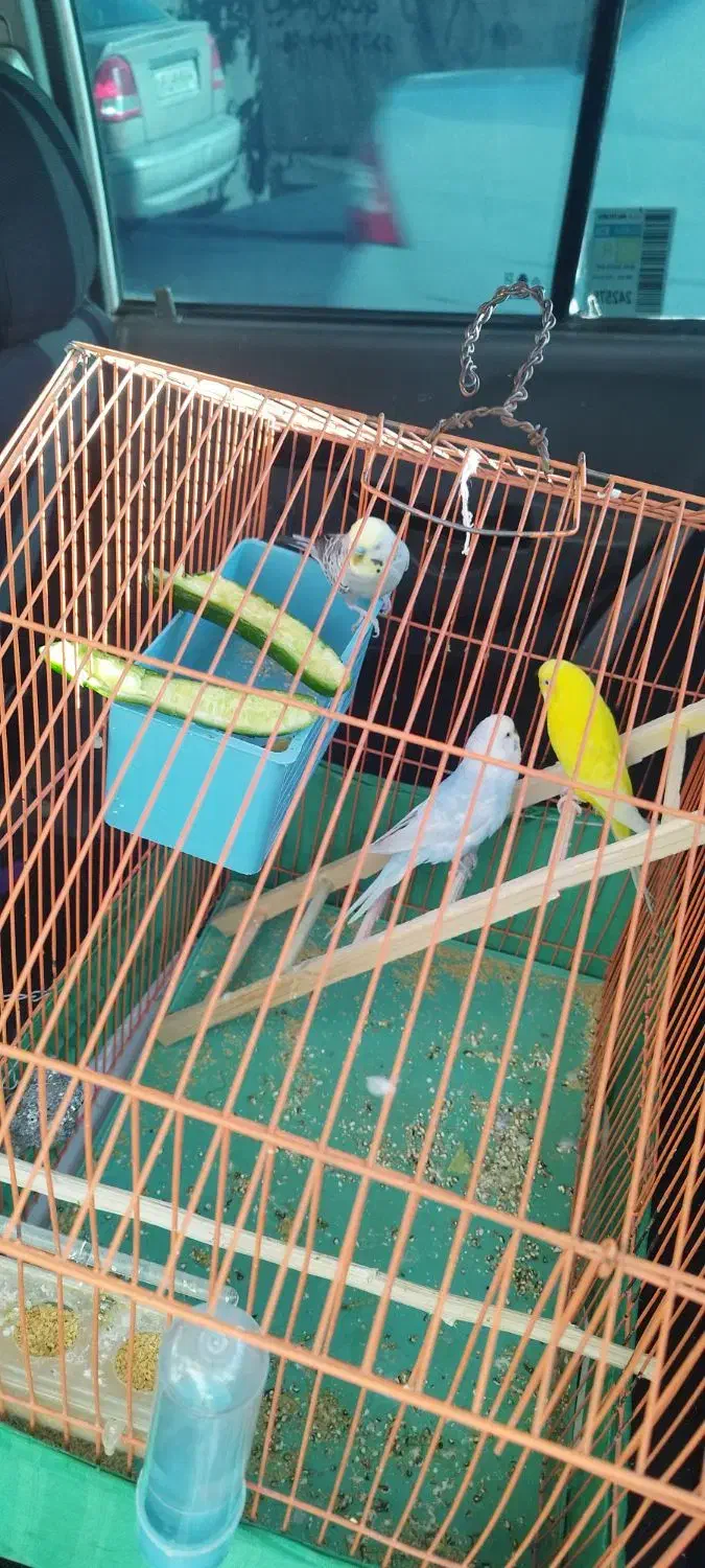 مرغ عشق|پرنده|جوانرود, |دیوار