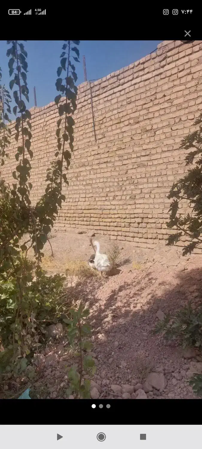 یک جفت غاز درشت وسالم ۲ساله|حیوانات مزرعه|نیشابور, دهنو|دیوار