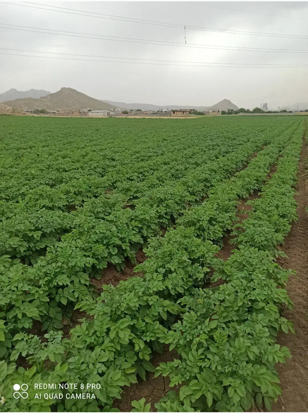 فروش زمین کشاورزی|فروش دفتر صنعتی، کشاورزی، تجاری|بیستون, |دیوار